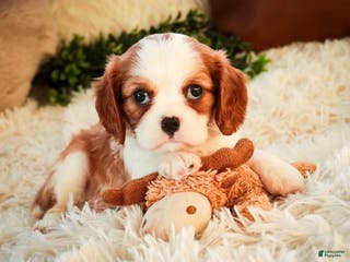 Cavalier King Charles Spaniel dogs Flora Jo - Ad 21