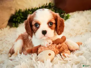 Cavalier King Charles Spaniel dogs Flora Jo - Ad 19