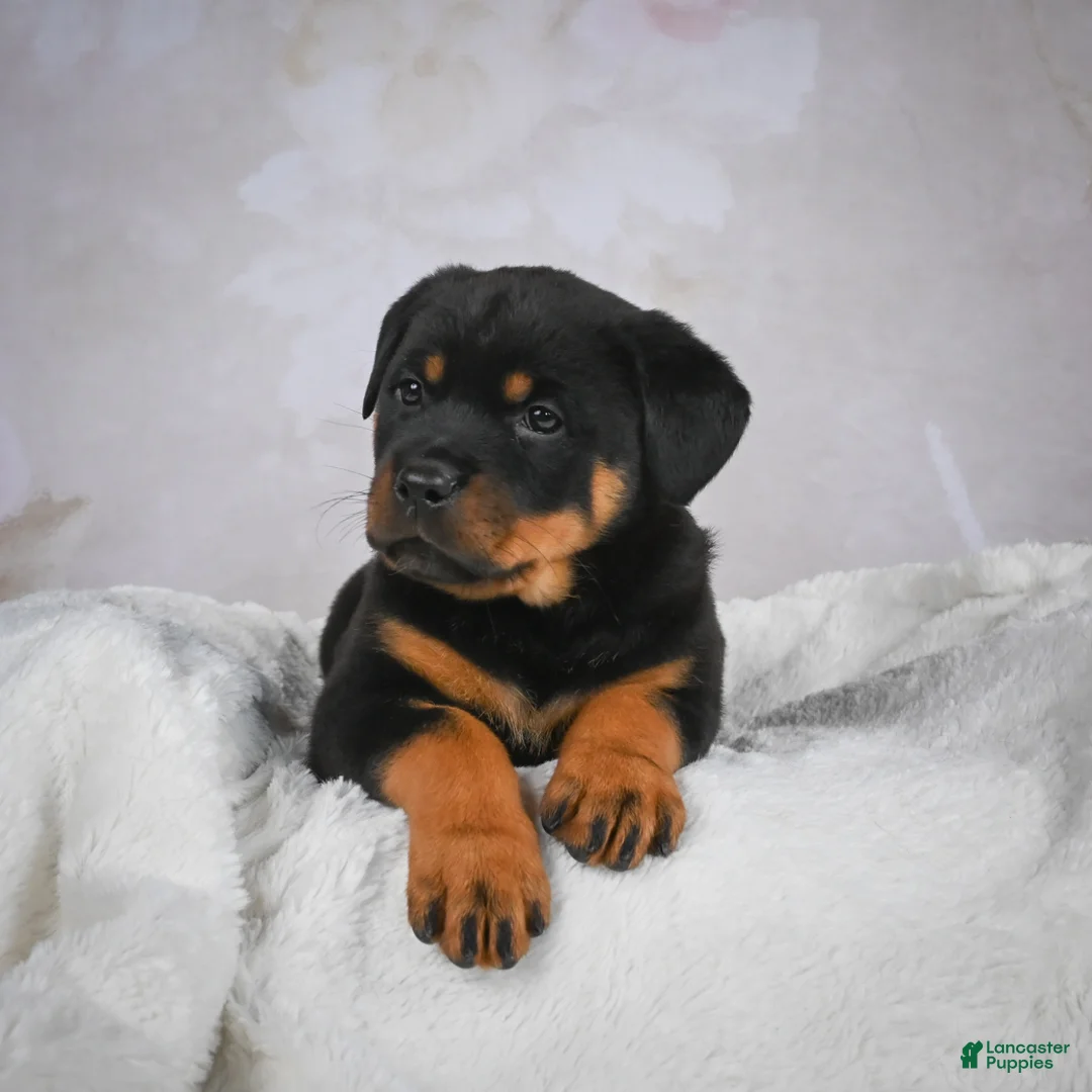 Rottweiler dogs for sale: Jewel - Ad 3
