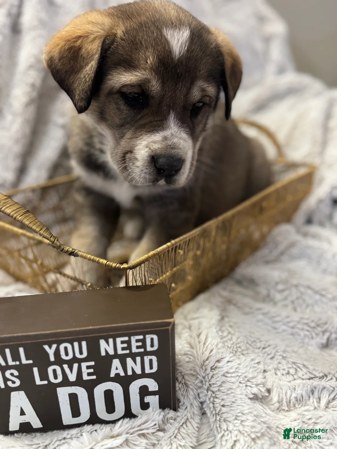 Mixed Breed dogs for sale: Sweetheart - Ad 4