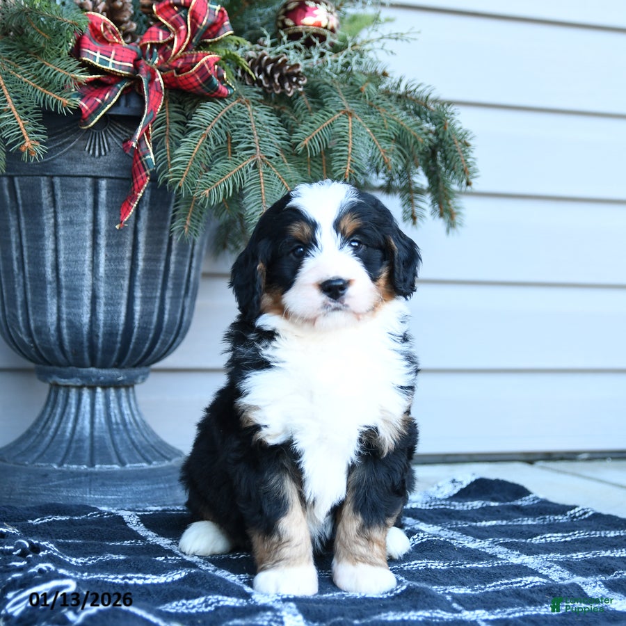 Bernedoodle dogs Marcus - Ad 13