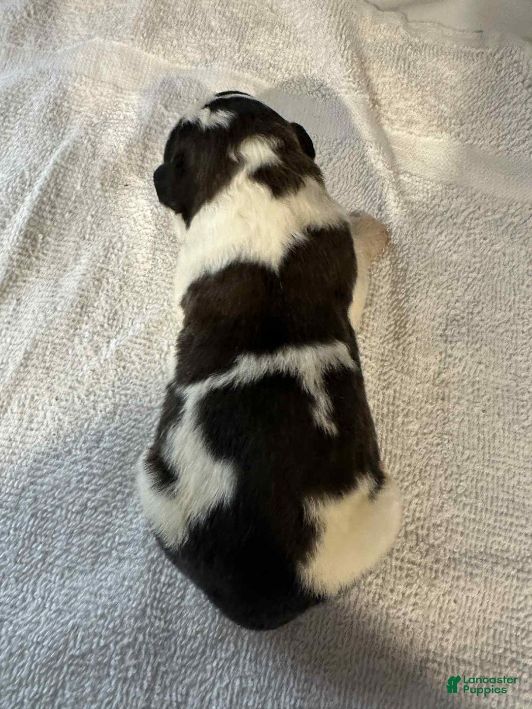 Saint Bernard dogs for sale: Puppy 10 - Ad 1