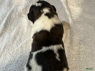 Saint Bernard dogs Puppy 10 - Ad 32