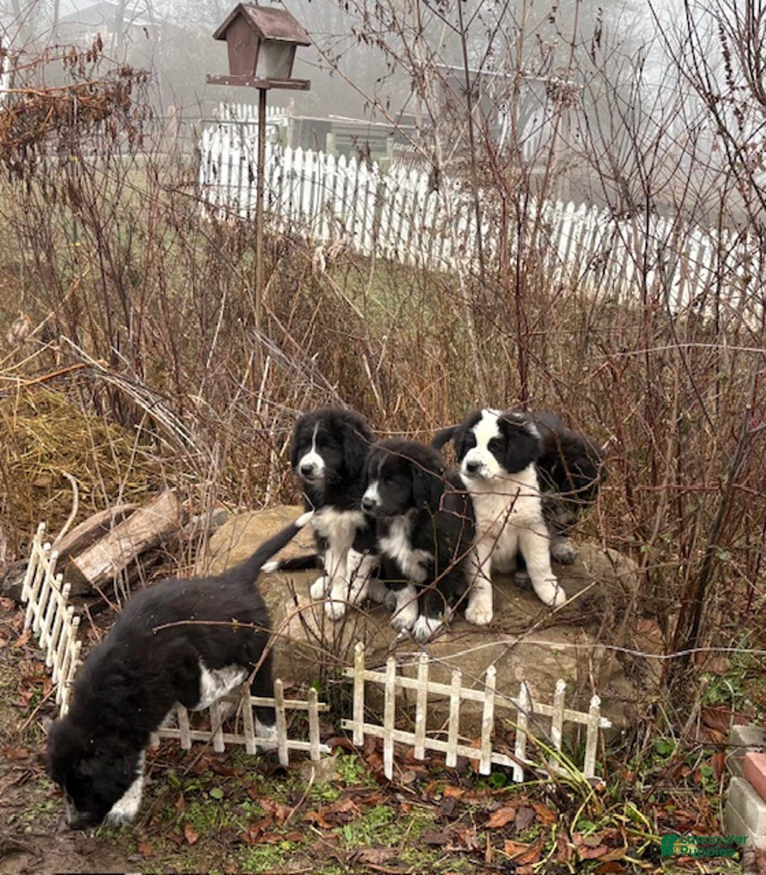 Mixed Breed dogs for sale: Thing - Ad 19