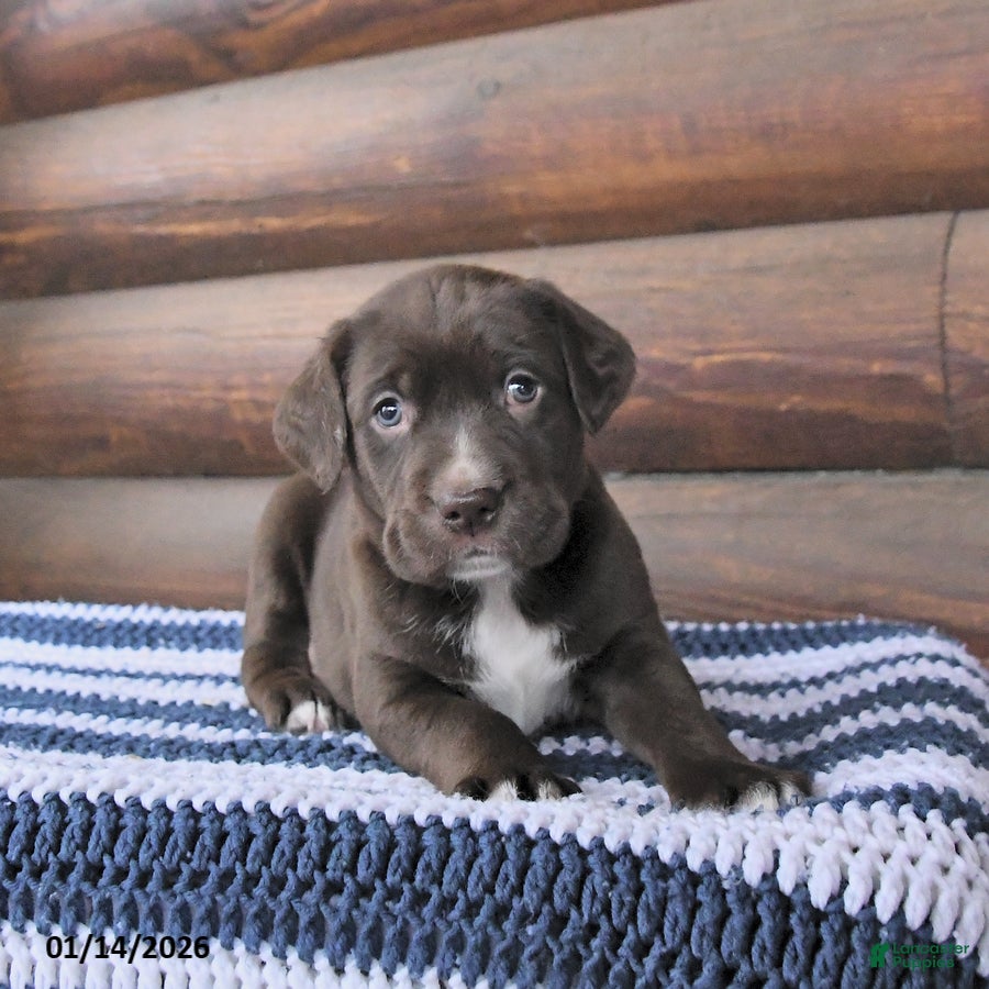 Mixed Breed dogs Hershey - Ad 37