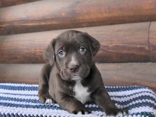 Mixed Breed dogs Hershey - Ad 22