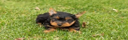 Yorkshire Terrier dogs for sale: Joey  - Ad 1