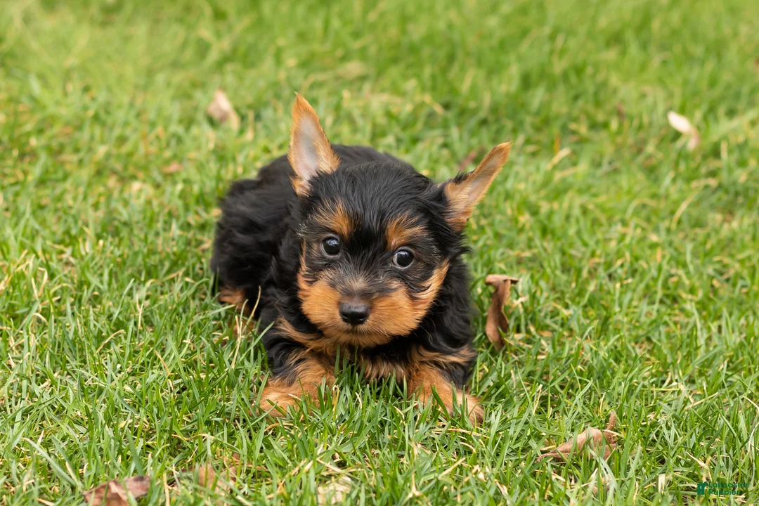 Yorkshire Terrier dogs for sale: Joey  - Ad 1