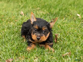 Yorkshire Terrier dogs Joey - Ad 35