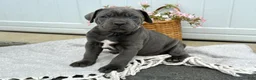 Cane Corso dogs for sale: Bruno - Ad 1