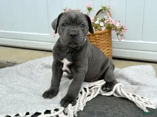 Cane Corso dogs for sale: Bruno - Ad 3