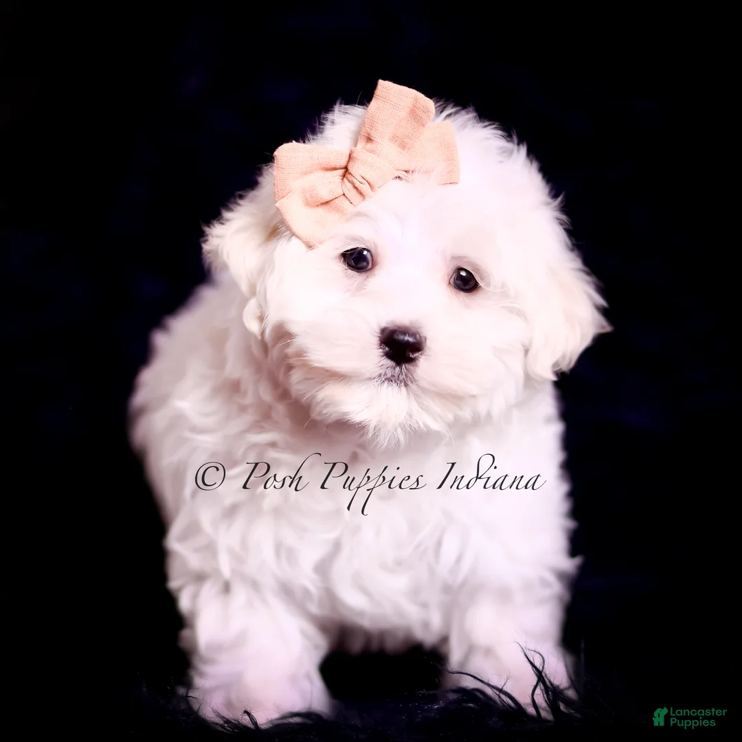 Maltese dogs for sale: Owen - Ad 2