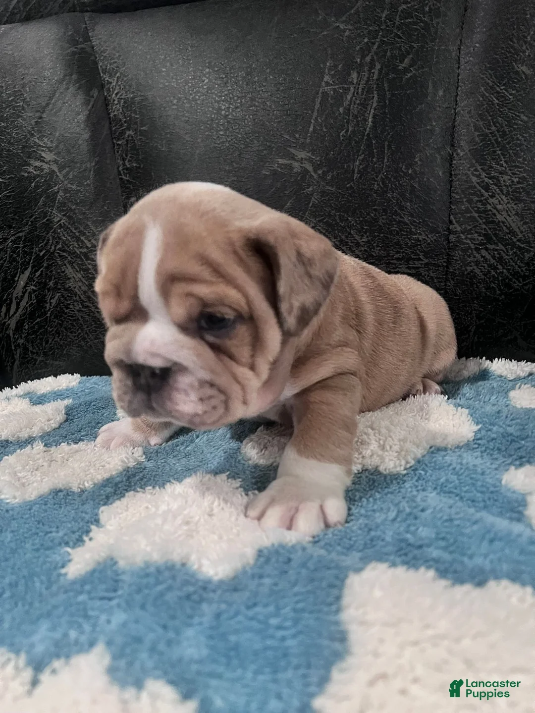 English Bulldog dogs for sale: Lily  - Ad 2