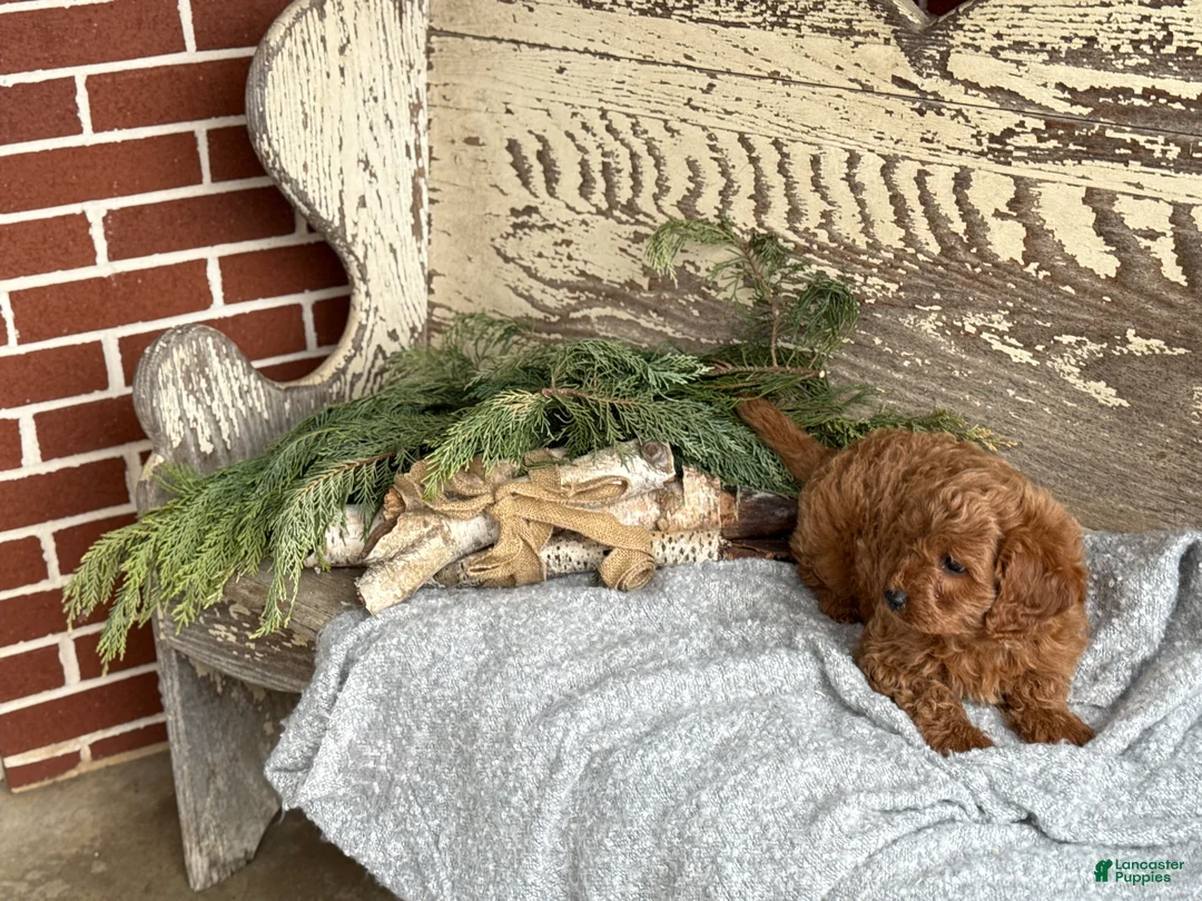 Mixed Breed dogs for sale: Stott - Ad 10