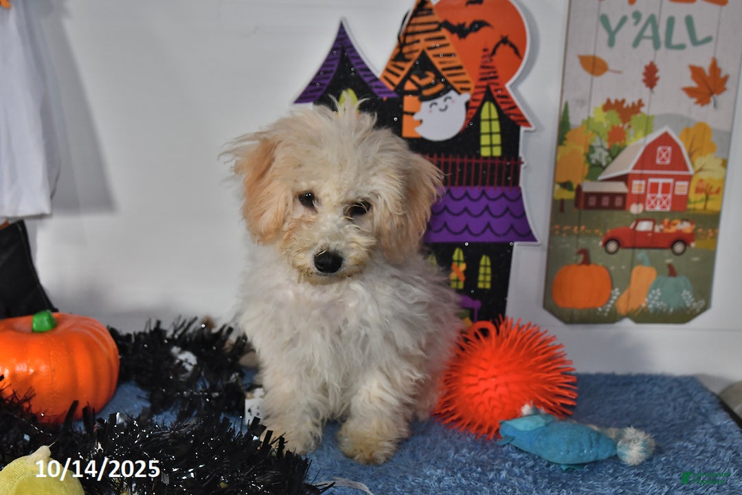 Bichpoo dogs for sale: Cinderella - Ad 10