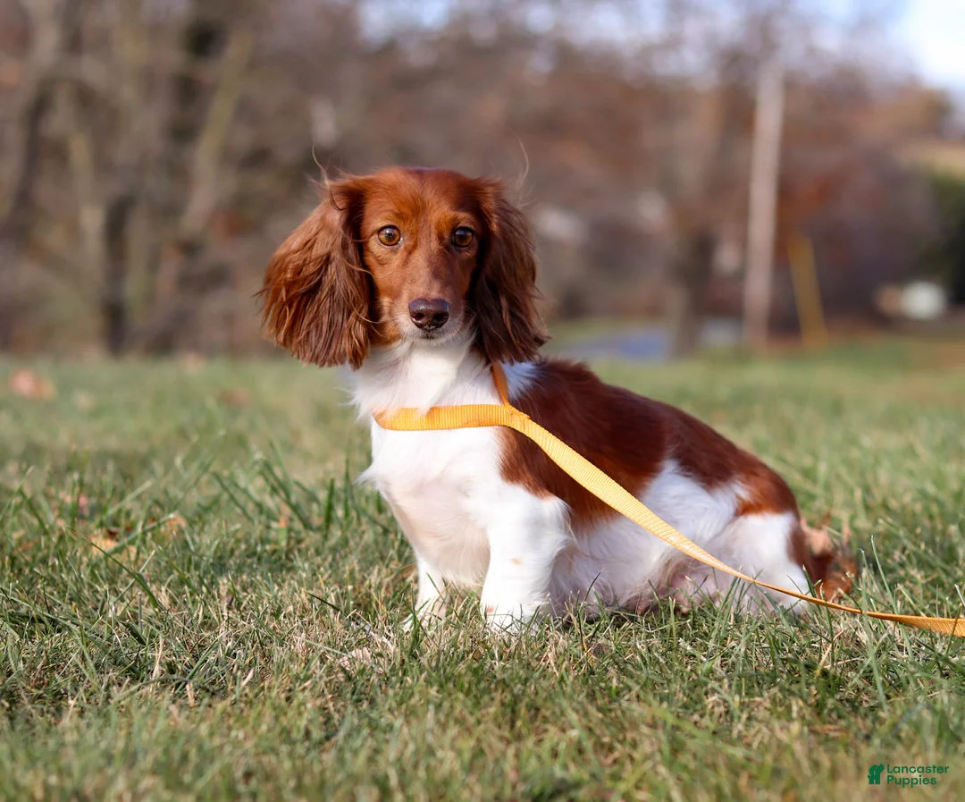 Miniature Dachshund dogs for sale: Luca - Ad 9