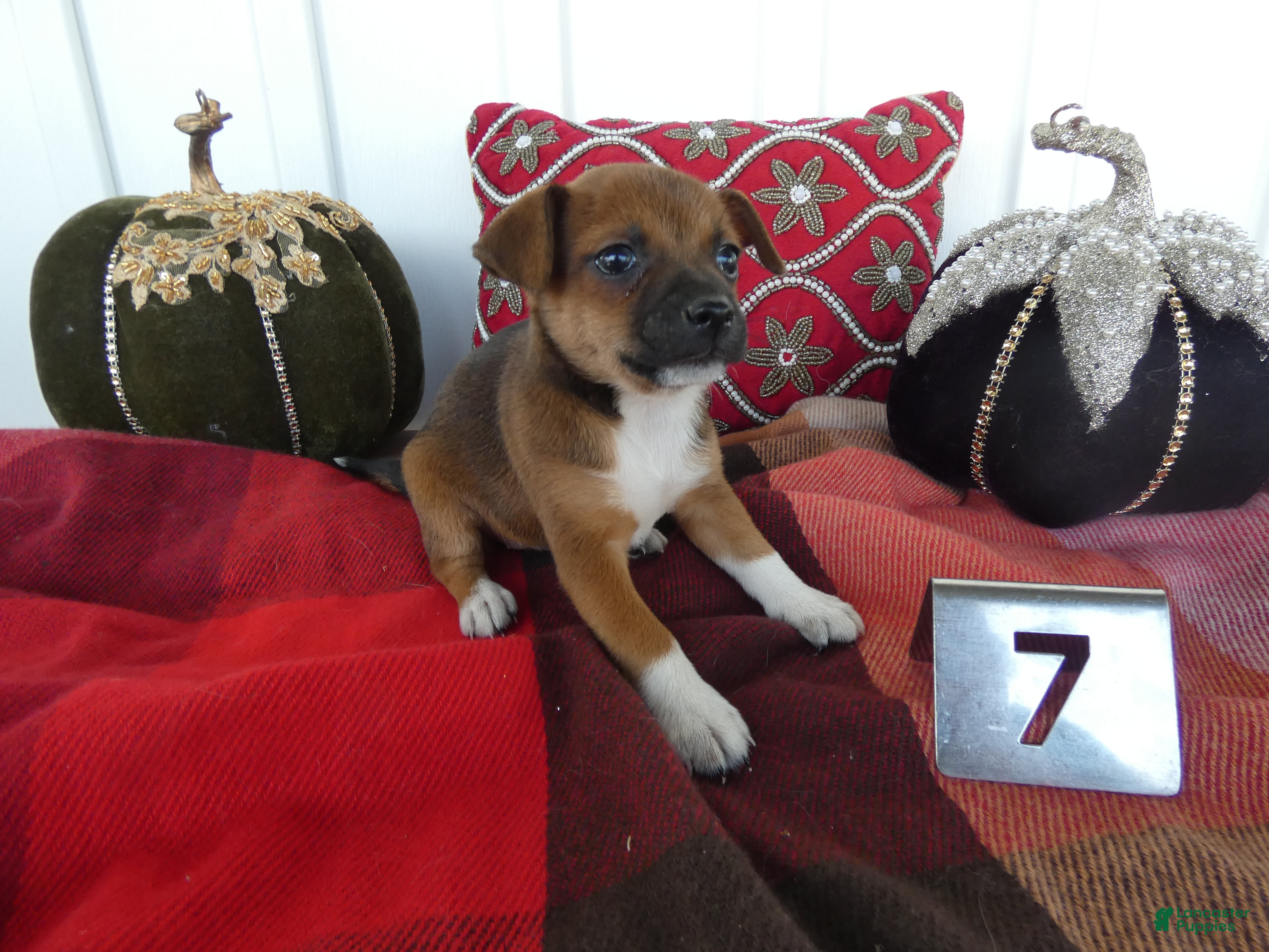 Chihuahua dogs Chihuahua 7 Goldy - Ad 34