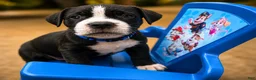 Mixed Breed dogs for sale: American Corso Blue Collar - Ad 2