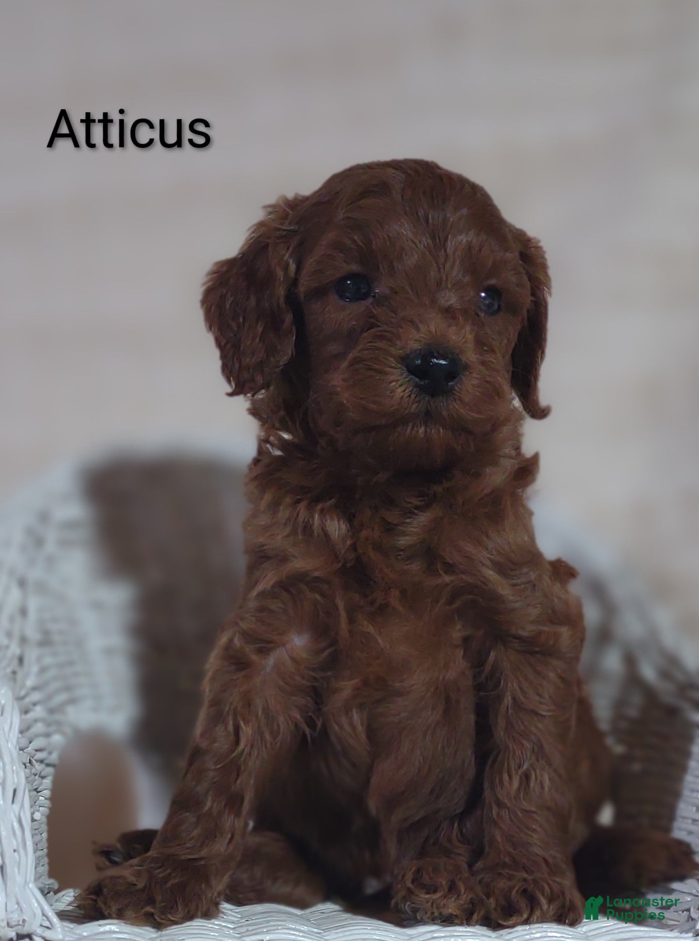 Cavapoo dogs Cavapoo F1b 4 Atticus  - Ad 2