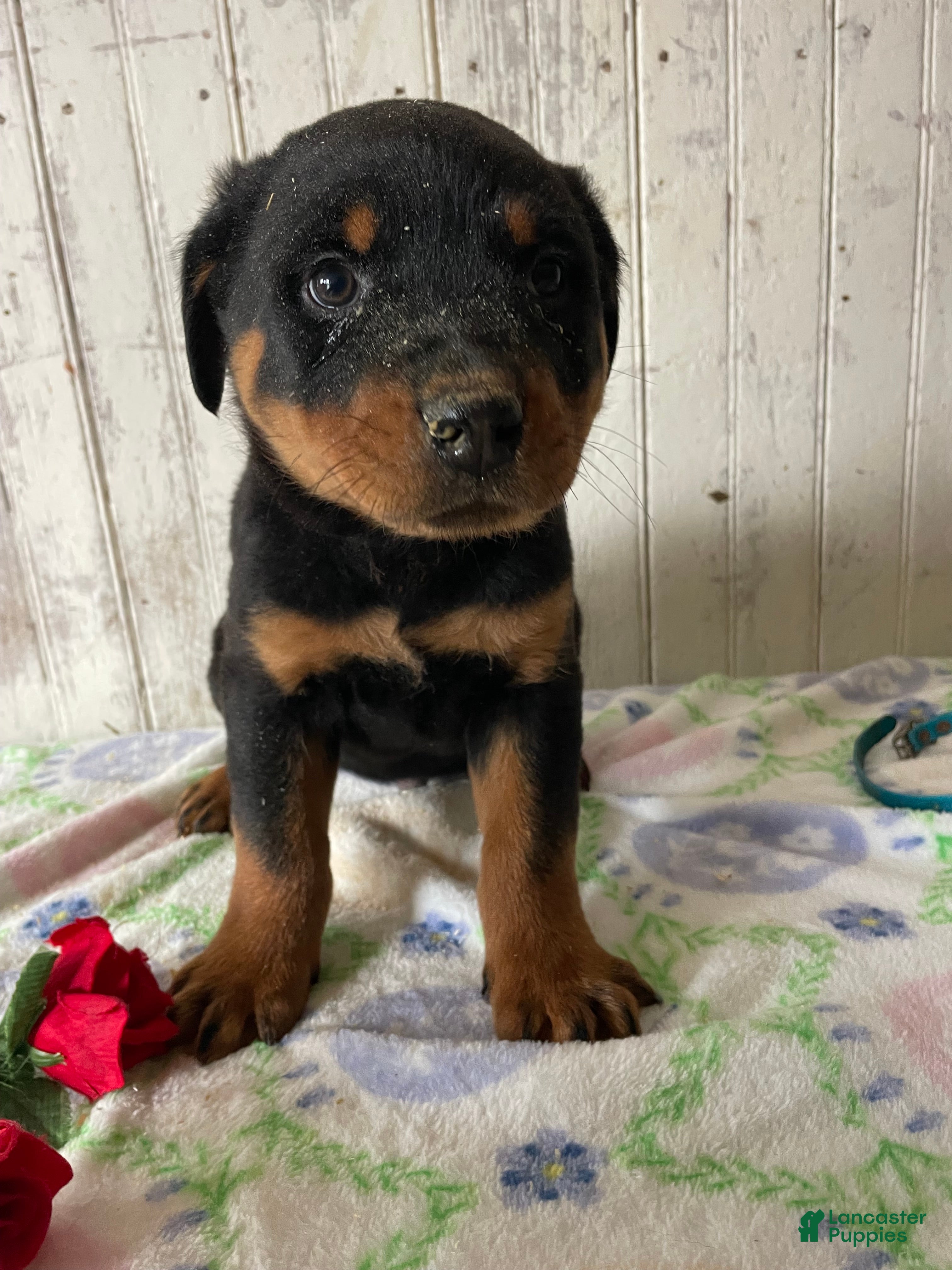 Rottweiler dogs Ludwig - Ad 31