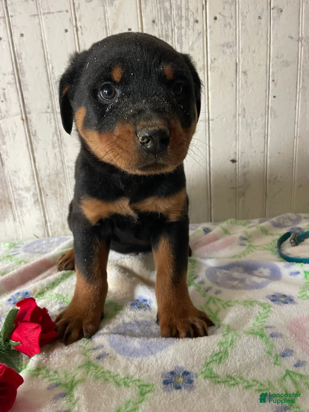 Rottweiler dogs for sale: Ludwig - Ad 1