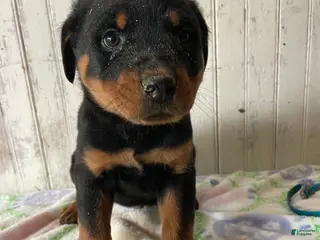 Rottweiler dogs Ludwig - Ad 31