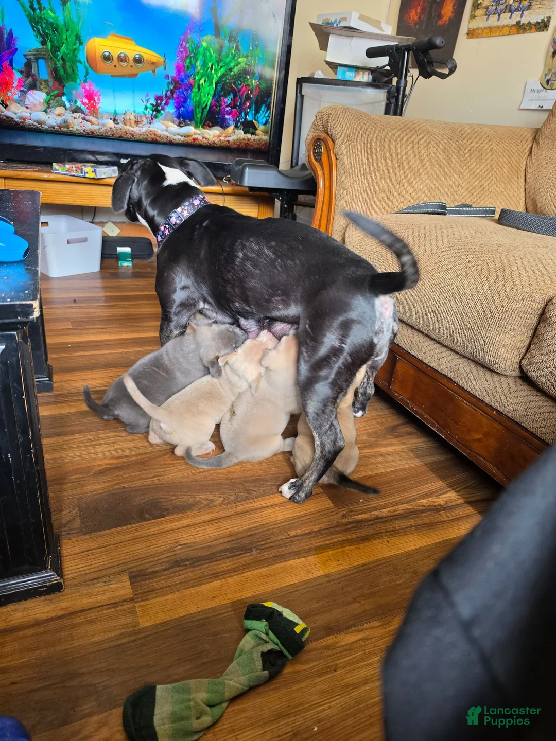 Mixed Breed dogs for sale: Mustard  - Ad 10