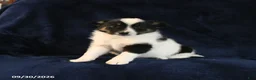 Mixed Breed dogs for sale: Spike - Ad 1
