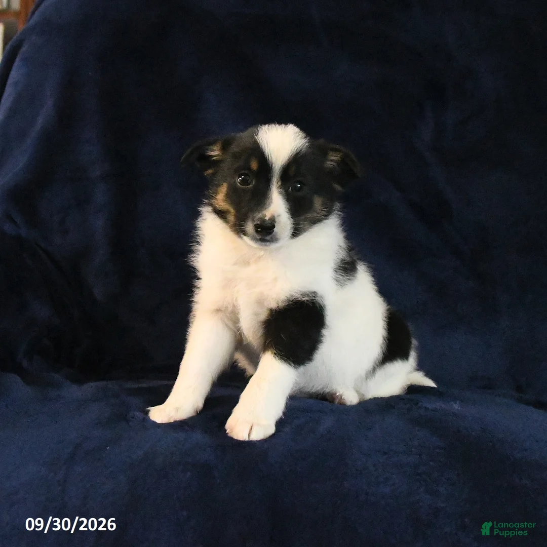 Mixed Breed dogs for sale: Spike - Ad 1