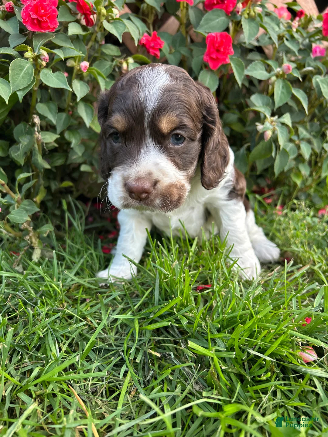 Cockapoo dogs for sale: Wilson - Ad 6