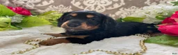Miniature Dachshund dogs for sale: Kenzi - Ad 12