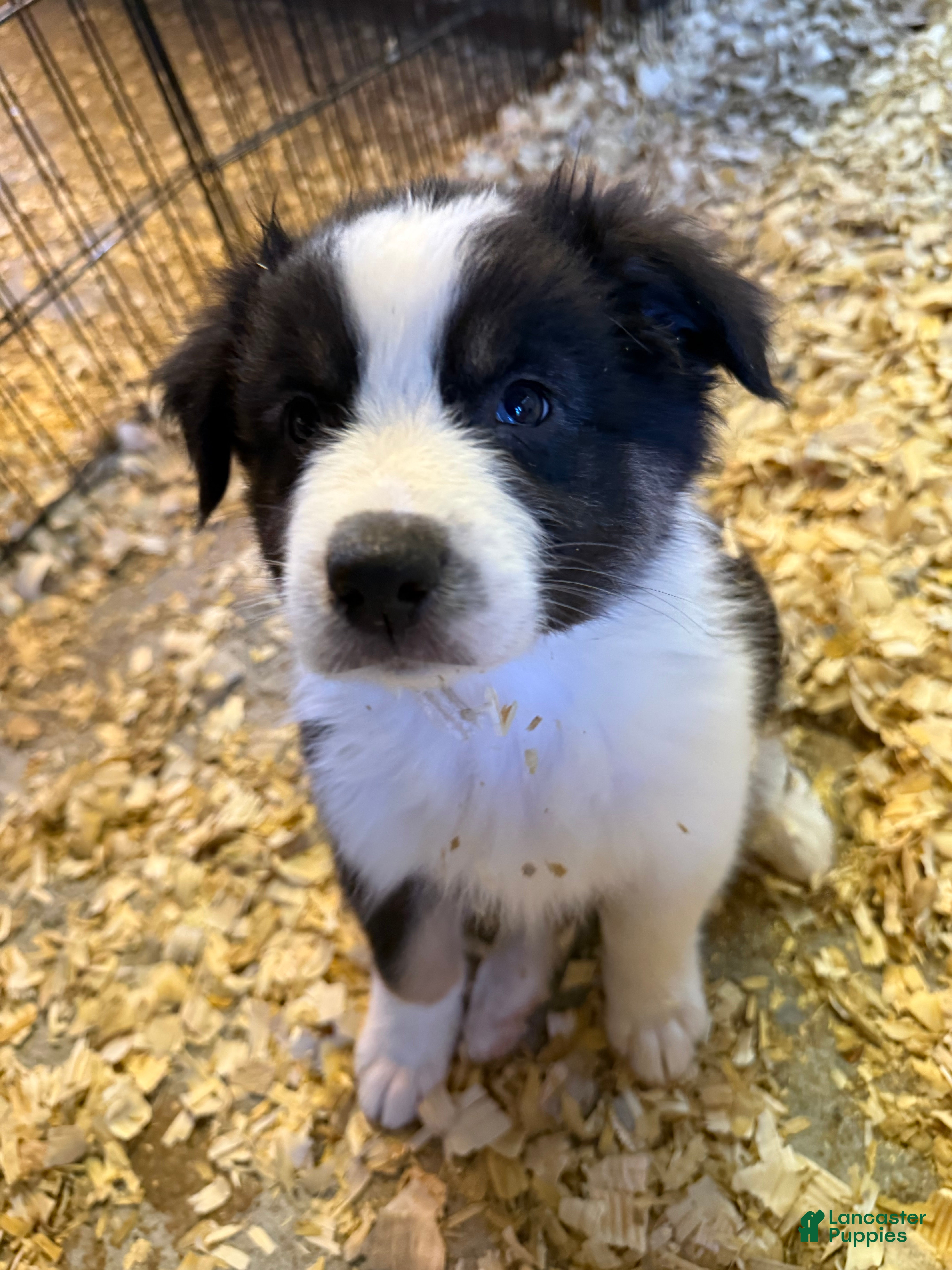 Australian Shepherd dogs Australian Shepherd Puppy 5 - Ad 1