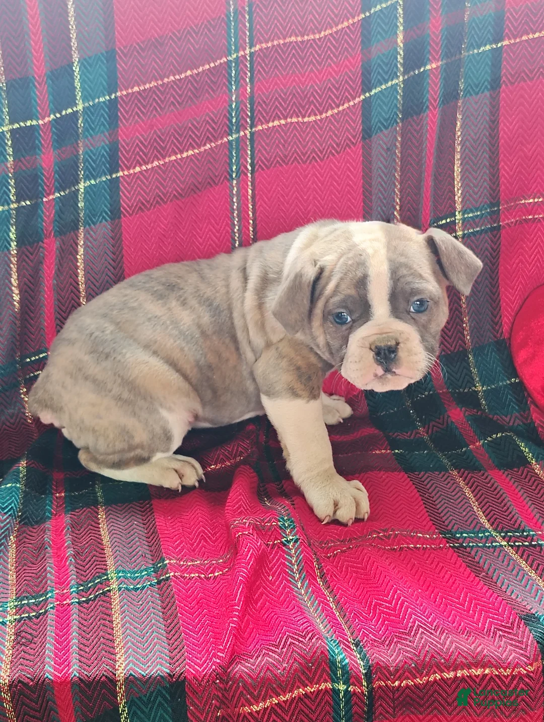 Olde English Bulldogge dogs for sale: Rosalie  - Ad 3