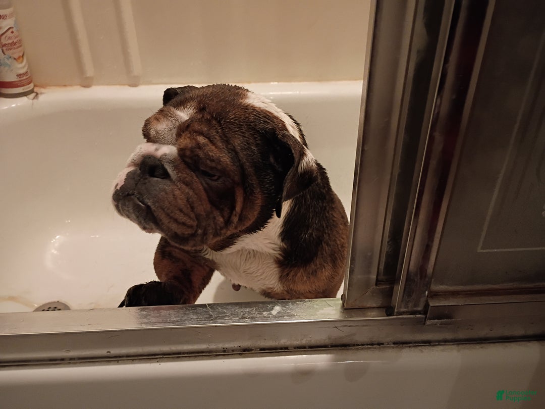 English Bulldog dogs for sale: Mila - Ad 6