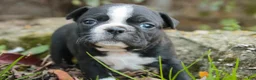 Boston Terrier dogs for sale: Carol Boston Terrier  - Ad 7