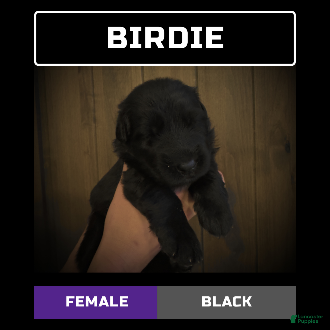 German Shepherd dogs for sale: Birdie - Ad 1
