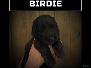 German Shepherd dogs Birdie - Ad 27
