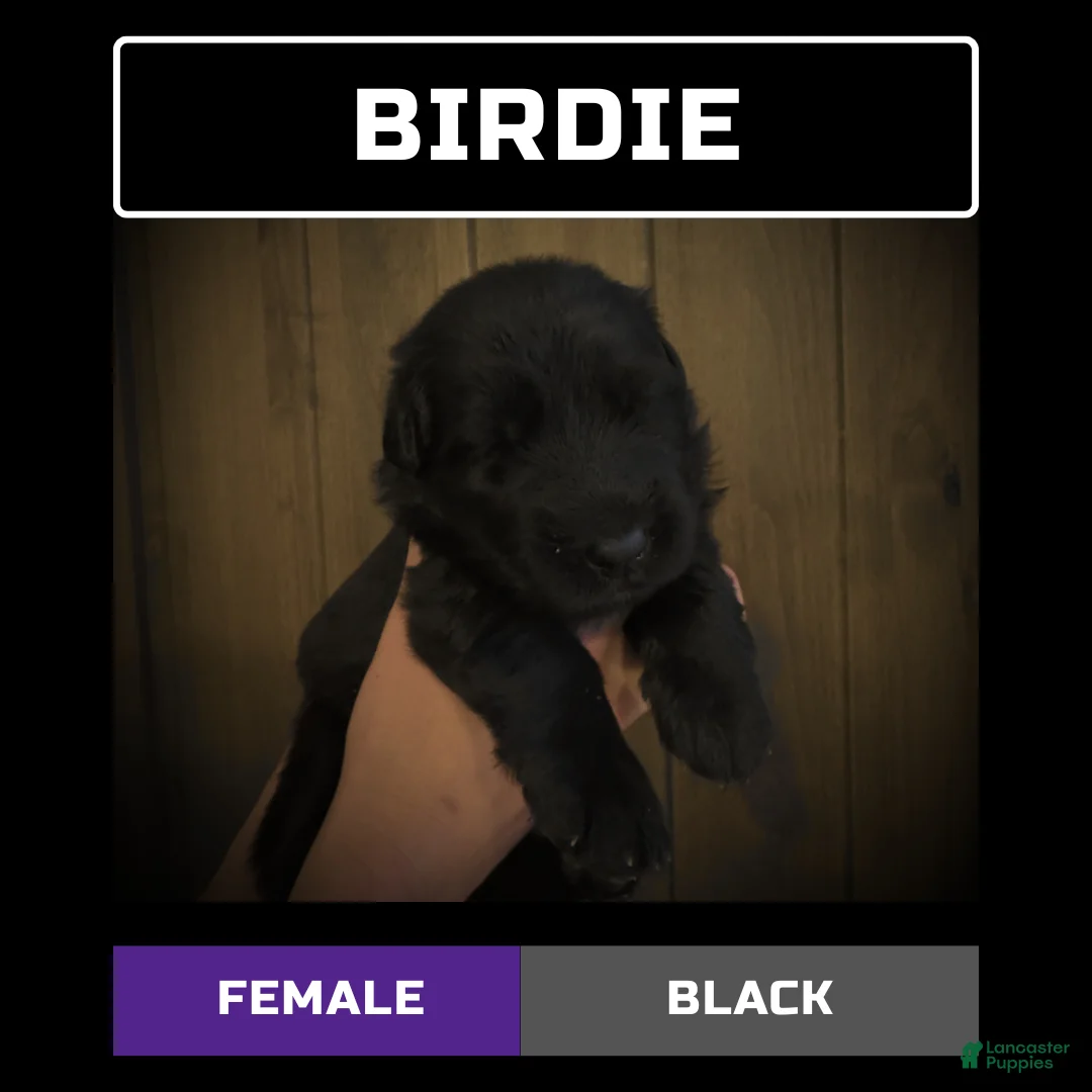 German Shepherd dogs for sale: Bochelli - Ad 11