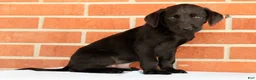 Labrador Retriever dogs for sale: Boomer - Ad 6
