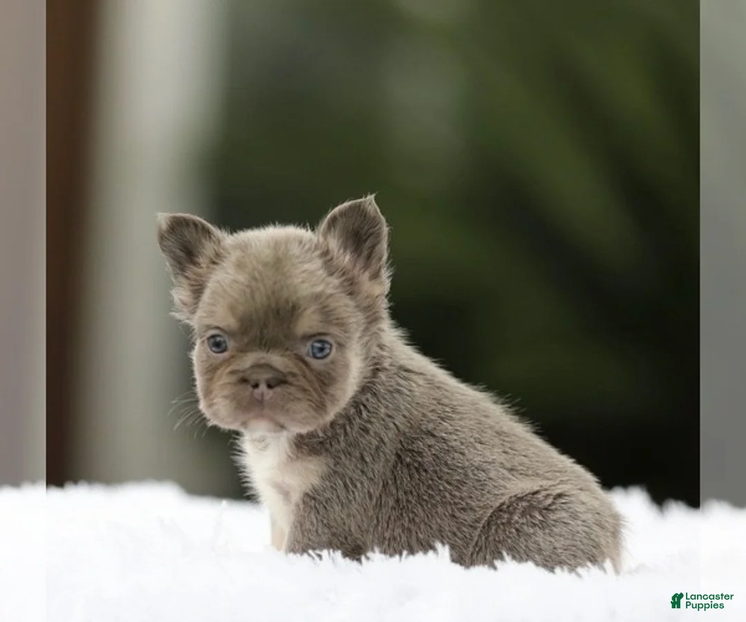 French Bulldog dogs for sale: WINONA - LILAC TAN FLUFFY BEAUTY IN CALI - US DELIVERY - Ad 8
