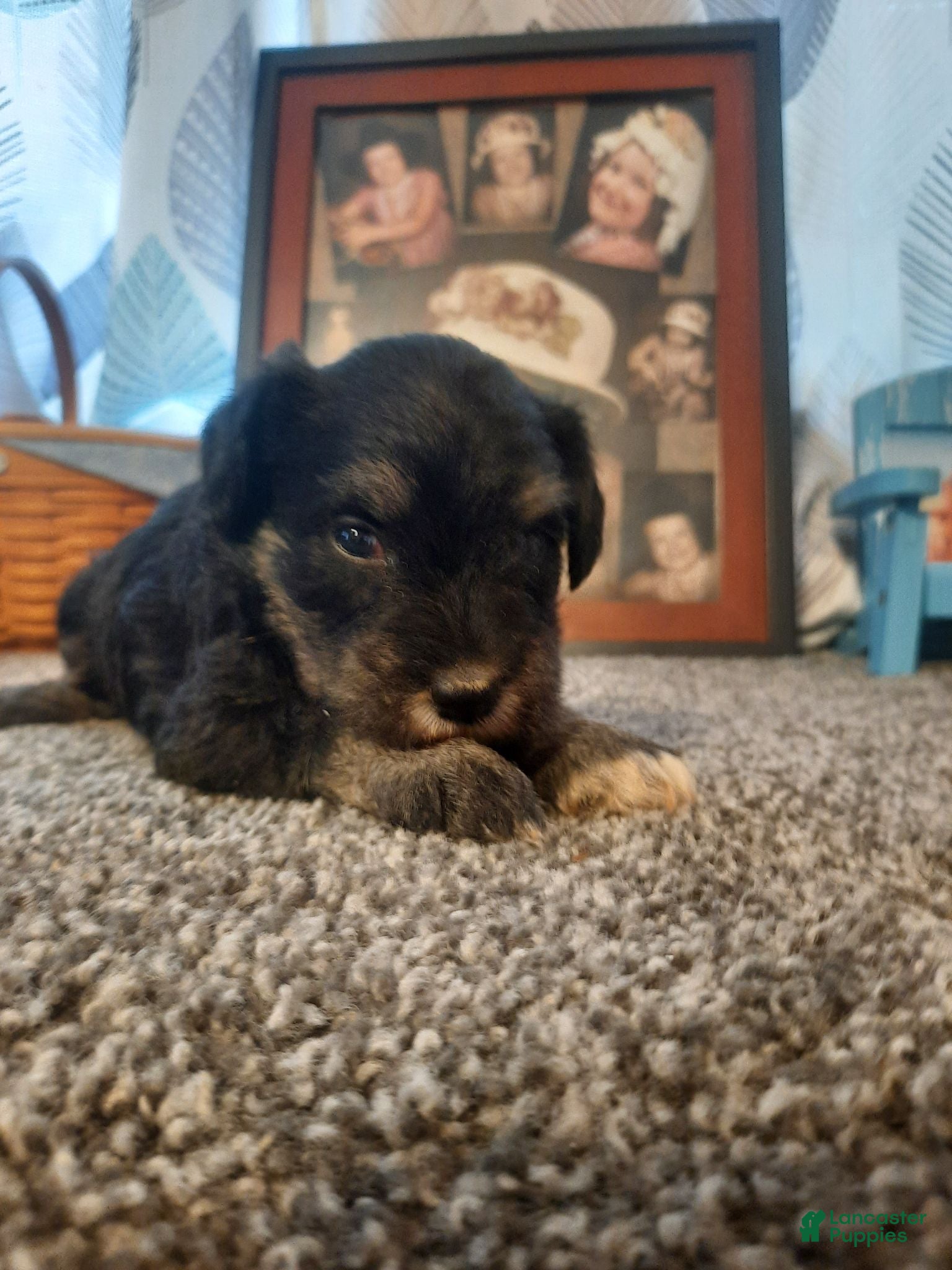 Miniature Schnauzer dogs AKC Sadie - Ad 1
