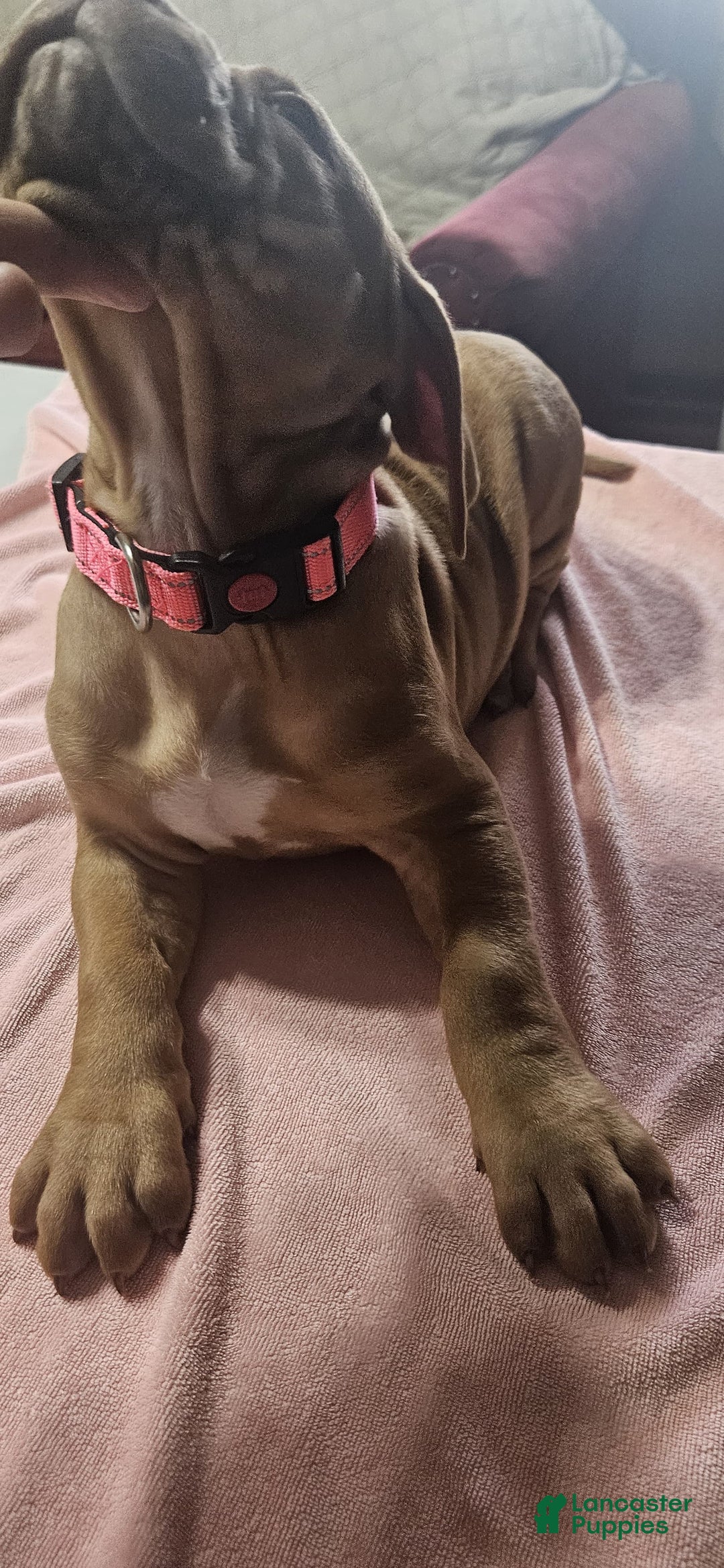 American Bully dogs for sale: NUTMEG  - Ad 5