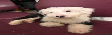 Old English Sheepdog 1