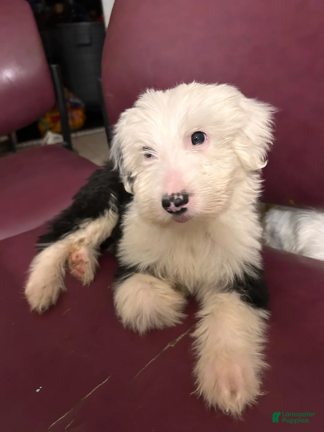 Old English Sheepdog dogs for sale: Old English Sheepdog 1 - Ad 1