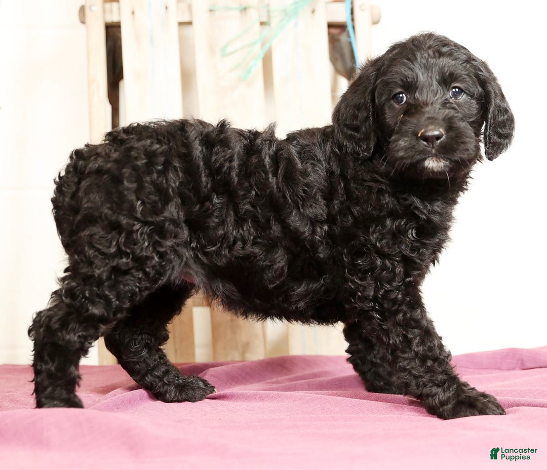 Labradoodle dogs for sale: Glenda - Ad 3