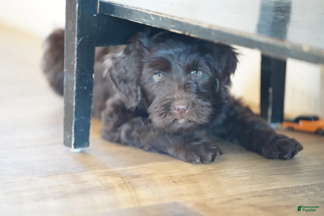 Portuguese Water Dog dogs for sale: Pearl  - Ad 5