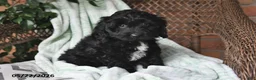 Cockapoo dogs for sale: Milo - Ad 5