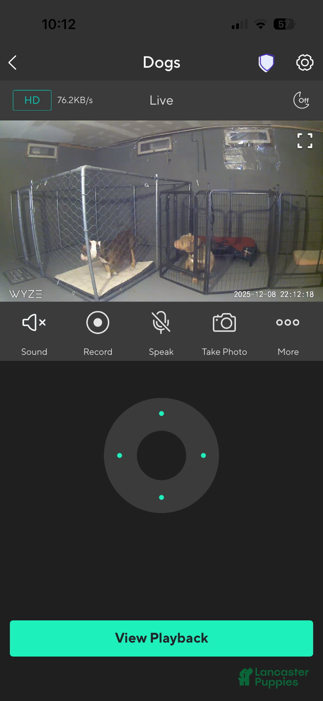 American Bully dogs for sale: Milli - Ad 29