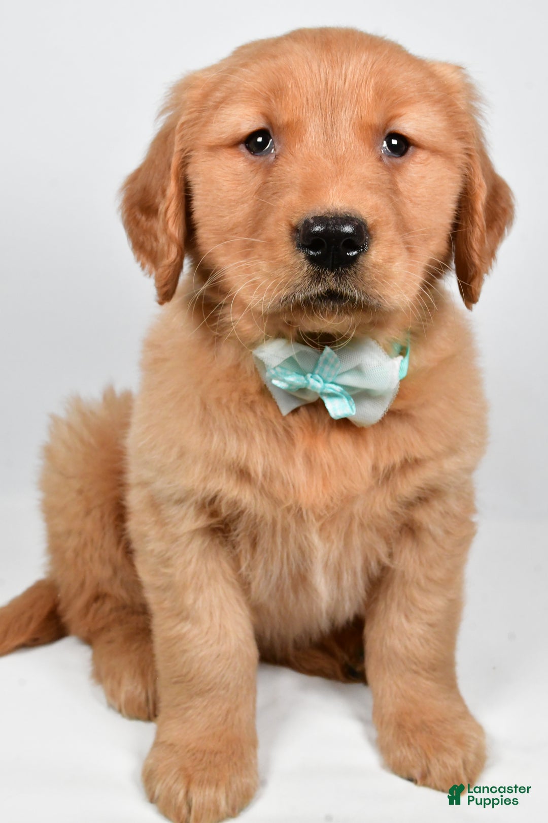 Golden Retriever dogs for sale: Charlie - Ad 3