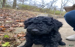 Goldendoodle dogs for stud: Cooper - Image 2